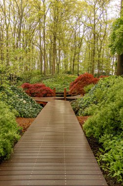 Kırmızı çalılar ve yoğun yeşilliklerle çevrili orman boyunca uzanan tahta kaldırım adımları, ahşap tahtalarda benekli güneş ışığı, yosunlu çalılıklar, Keukenhof, Hollanda Nisan ,