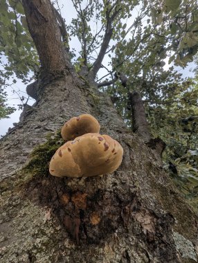 Meşe gövdesindeki bilezik mantarı, Yosun ve Lichen 'i çevreleyen Altın Polypore Rafı, Yapraklı Tepe Örtüsü, İnce Yağmur Damlaları ve Islak Doku,