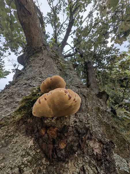 Meşe gövdesindeki bilezik mantarı, Yosun ve Lichen 'i çevreleyen Altın Polypore Rafı, Yapraklı Tepe Örtüsü, İnce Yağmur Damlaları ve Islak Doku,