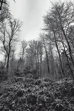 Kar Tozlu Orman Althikayesi, Yoğun Tepe Örtüsü. Alçak çalılar ve çalılarla kaplanmış beyaz buzla, birbirine dolanmış