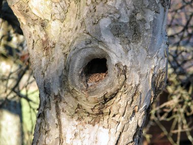 Orman Güneşi Nook. Sunshine Dapple Gölgeli Orman Köşesi. Zarif Gölgeler 'in oynadığı Aydınlık Koru Köşesi. Yumuşak Gölgeler ve Soluk Kabuk Dokularıyla Aydınlanmış Parlak Ahşap Koy