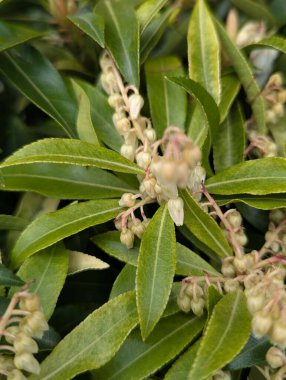 Kalın Yeşil Çam İğnesi Kümeleri ve Katmanlı Dallar içeren Kış Manzarası. Zengin Yeşil Kozalaklı Şırıngaların ve Üst üste binen Dalların Kapanışı Kış Sahneleri