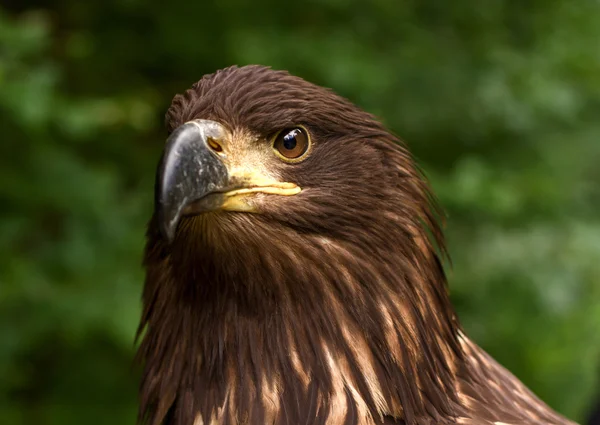 Portrait of a Brown Golden Eagle on a Green Blurry Background — Stock Photo, Image