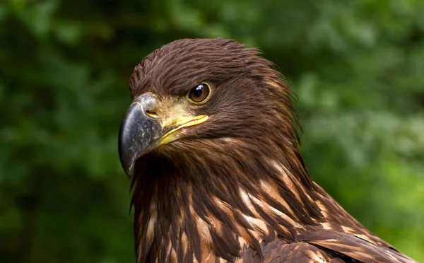 Yeşil bulanık arka plan üzerinde kahverengi bir Golden Eagle portresi — Stok fotoğraf