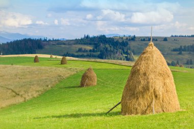 Bir alanın Karpat hills zemin üzerine yeşil çimenlerin üzerinde sarı saman ile peyzaj