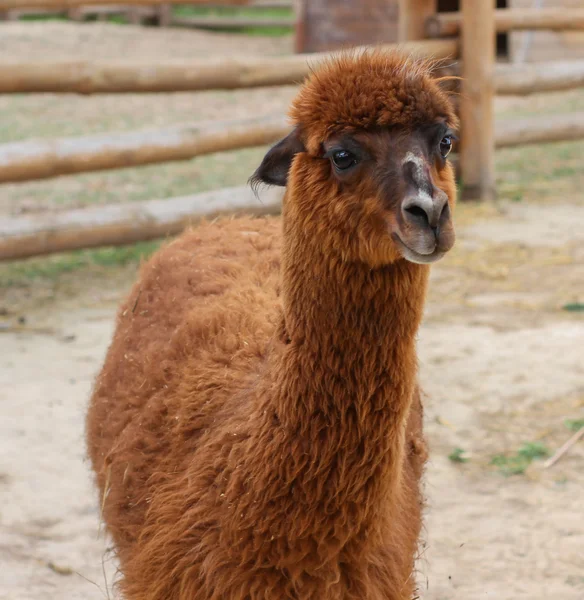 Brown Lama på en gård — Stockfoto