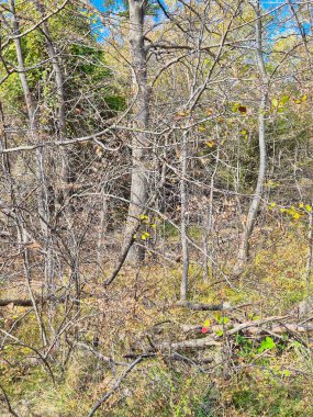 Bir ağaçla sonbahar manzarası. Güz Ormanında Çıplak Ağaç Dalları