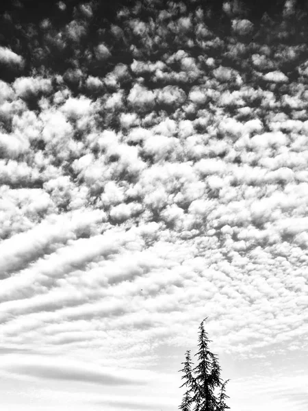 Gökyüzünde siyah ve beyaz bulutlar. Dalgalı Altokümülüs Bulutları Gündüz Gökyüzü Ağacında. Dramatik Dalgalı Gökyüzü ve Kozalaklı Ağaç Tepesi. Yüksek Cirrokümülüs Bulutları Yeşil Ağacın Üzerinde. siyah beyaz fotoğraf 