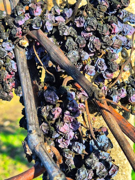 Fotoğrafta tahta ya da kuru dallarda bırakılmış kuru, solmuş üzümler görülüyor..