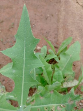 Bahçe bahçesinde tek bir taze karahindiba yaprağı. Karahindiba yaprağı pişmiş ya da çiğ yenebilir. Bitki, mahsul. Karahindibalar.