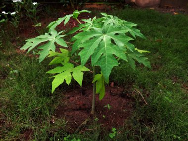 Genç pati ya da Carica papaya bitkisinin derin lobları ve temiz damarları var. Doğal yaprak, sindirim, bağışıklık ve bitkisel ilaçlar için bilinen sağlık faydaları. Tıbbi, bitkisel bitki.