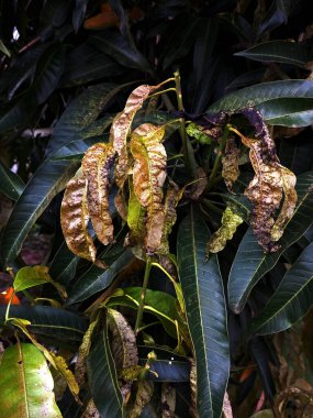 Rengi atmış, istila edilmiş ve hastalıklı kuru mango yaprakları bahçedeki bir ağaçta. Mango ağacının kuru yaprakları. Kara lekeler istila konsepti. Tam kare, metin için alanı kopyala. Anthracnose (Colletotrichum gloeosporioides).