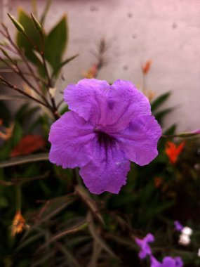 Bitkinin üzerinde tek bir mor çiçek. Bahçedeki yıldız şeklinde çiçek bitkisi..