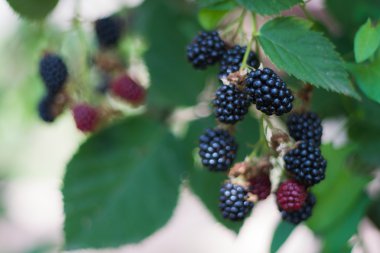 Bir dalda böğürtlen