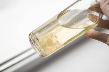 Psilosibe cubensis. Psilosibe cubensis. Sıvı miselyum kültürü. Psilosibin mantarı. İlaçlar Mantar ekimi.