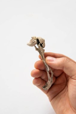 Psikedelik mikrodoz. Kuru Psilocybe cubensis. Sihirli mantar. Psilosibin mantarı. İlaçlar fiziksel