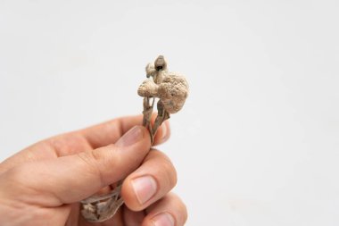 Kuru Psilocybe cubensis. Enerji mikro doz sihirli mantar. Psilosibin mantarı. İlaçlar fiziksel Psychedelic mikrodoz.