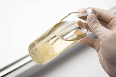 Psilosibe cubensis. Psilosibe cubensis. İlaçlar, mantar ekimi. Sihirli mantar yetiştir. Psilosibin mantarı. Miselyumun sıvı kültürü.