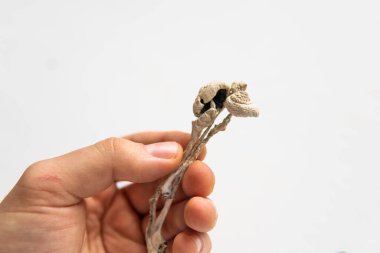 Psikedelik mikrodoz. Kuru Psilocybe cubensis. Sihirli mantar. Fiziksel enerji mikro dozajlı Psilosibin mantarı..