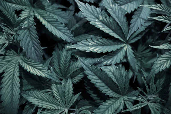 Indoor Grow Cannabis Indica White Background Cultivation Cannabis Marijuana Leaves — Fotografia de Stock