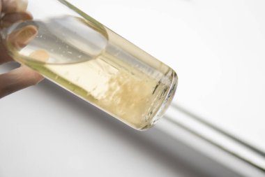 Sihirli mantar yetiştir. Psilosibe cubensis. Psilosibe cubensis. Sıvı miselyum kültürü. Psilosibin mantarı. İlaçlar Mantar ekimi.