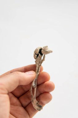 Psikedelik mikrodoz. Enerji mikro-doz Dry Psilocybe cubensis. Sihirli mantar. Psilosibin mantarı. İlaçlar fiziksel
