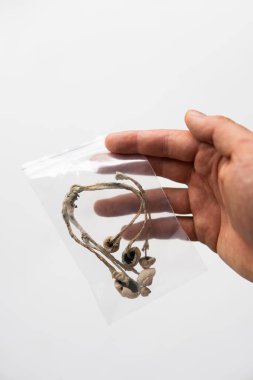 Psilosibin mantarı yetiştir. Kuru Psilocybe cubensis. Psikedelik mikrodoz. Sihirli mantar. Enerji mikro dozajı. İlaçlar fiziksel.