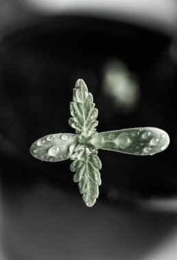 Marihuana. Kapatın. Güneşte tohum ekmek, küçük bir esrar tohumu bitkisi. Bitkisel kenevirin sahnesi. Kapalı alanda yetiştirme