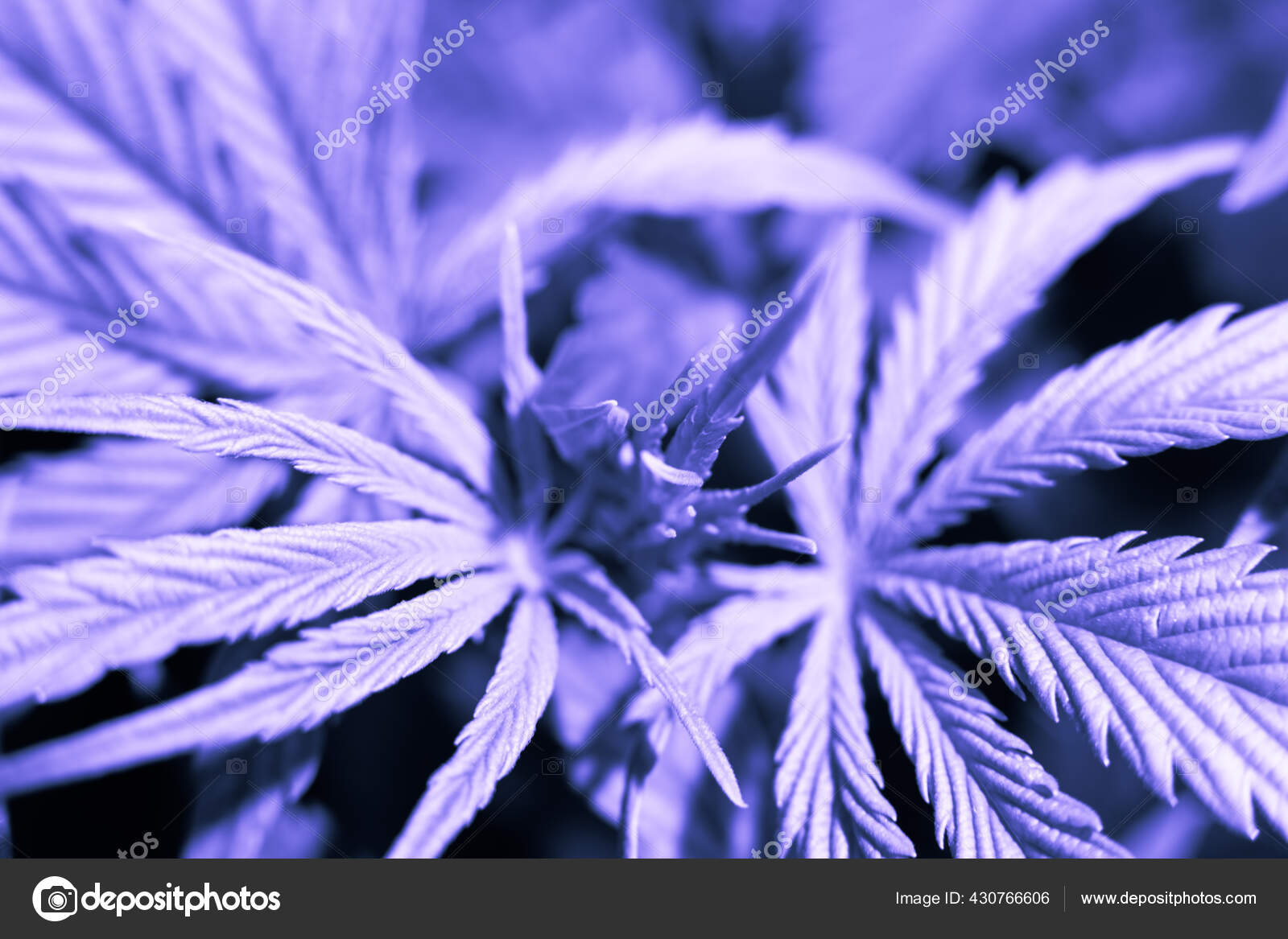 大麻植物轻度种植大麻叶轻度泄漏大麻cbd 大麻合法化室内大麻征象白色背景种植 图库照片 C Cendeced