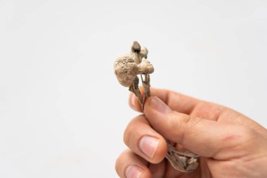 Psikedelik mikrodoz. Kuru Psilocybe cubensis. Enerji mikro dozajlı sihirli mantar. Psilosibin mantarı. İlaçlar fiziksel