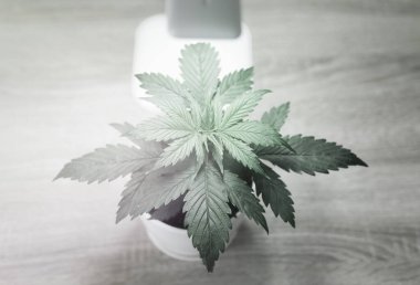 Kenevir Bitkisi Yetiştirme. Bitki örtüsü dönemi. Evde marihuana yetiştiriyorum. Kenevir Bitkisi Yetiştirme. Kapatın. Dikey insta hikayesi. Yapay ışık altında büyüyen kapalı alanda tarım kavramı.