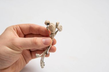 Psikedelik mikrodoz. Psilosibin mantarı. İlaçlar fiziksel olarak kuru Psilosibe cubensis. Enerji mikro-doz Elinde sihirli mantar.