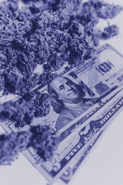 大麻钱黑市 白色背景 Cbd Thc香草 Sativa医疗健康 垂直射击 经济学中的大麻 钱是杂草 大麻芽和美元钞票 花盆发芽了 — 图库照片