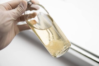 Sıvı miselyum kültürü. Sihirli mantar yetiştir. Psilosibe cubensis. İlaçlar, mantar ekimi. Psilosibin mantarı..