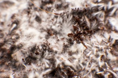 Psilosibe cubensis. Psilosibin mantarı. Hindistan cevizi fiber miselyumunda miselyum lifleri. İlaçlar, mantar ekimi. Büyüt Büyüt sihirli mantar.