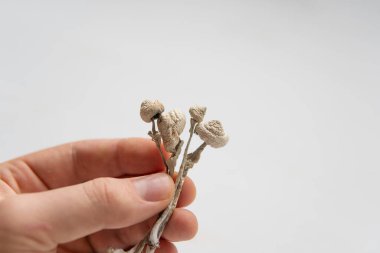 İlaçlar fiziksel olarak kuru Psilosibe cubensis. Enerji mikro dozajlı Psychedelic mikrodoz. Elinde sihirli bir mantar var. Psilosibin mantarı..
