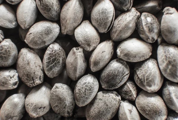 Organic Hemp seed. Macro detail of marijuana seed. Top view. Hemp seeds background in macro. Many Cannabis seeds.