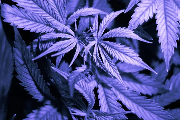 Cannabis vegetation plants, grow marijuana leaves on light, light leaks hemp marijuana CBD, marijuana legalization, indoor cannabis indica, white background cultivation cannabis,