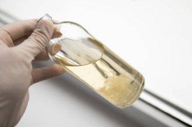 Sihirli mantar yetiştir. Psilosibe cubensis. İlaçlar, mantar ekimi. Sıvı miselyum kültürü. Psilosibin mantarı..