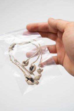 Psilosibin mantarı yetiştir. Psikedelik mikrodoz. İlaçlar fiziksel. Kuru Psilocybe cubensis. Enerji mikro dozajı. Sihirli mantar .