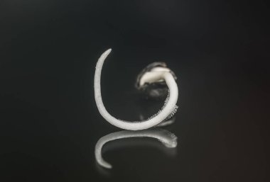 Makro fotoğraf ekimi tohumları. Kenevir tohumları ekildi. Serpilmiş kenevir tohumu.