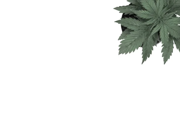 Cannabis op een witte achtergrond isoleert. Begrepen, ruimte. Binnenteelt. — Stockfoto
