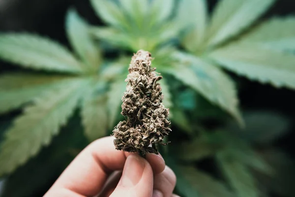 Vazamentos de luz cânhamo maconha CBD, cultivar folhas de maconha na luz, cultivo de cannabis — Fotografia de Stock
