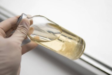 Sıvı miselyum kültürü. Psilosibe cubensis. İlaçlar, mantar ekimi. Sihirli mantar yetiştir. Psilosibin mantarı..