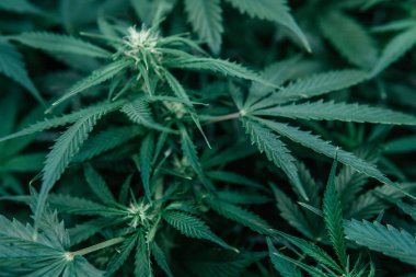 Ot yeşili ot. Doğal saksı bitkisi. Kapalı alanda marihuana yetişir. CBC THC keneviri yetiştiriyorum. Yeşil sativa arkaplanı.