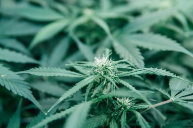 Ot yeşili ot. Kapalı alanda marihuana yetişir. CBC THC keneviri yetiştiriyorum. Doğal saksı bitkisi. Yeşil sativa arkaplanı.