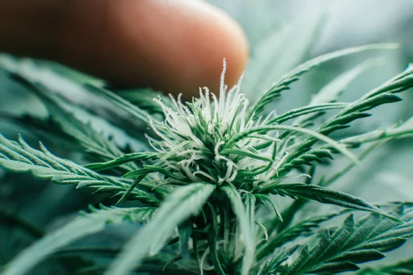 Växer Cdd Thc Marijuana Gräsgrön Ört Grön Sativa Bakgrund Naturkrukväxt — Stockfoto