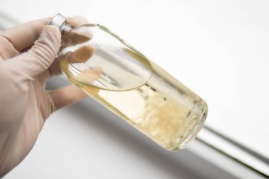 Psilosibin mantarı. Sıvı miselyum kültürü. Psilosibe cubensis. Psilosibe cubensis. İlaçlar, mantar ekimi. Büyüt Büyüt sihirli mantar.