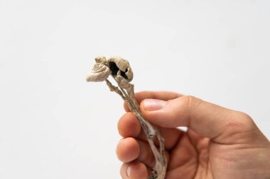 Psilosibin mantarı. Psikedelik mikrodoz. Kuru Psilocybe cubensis. Sihirli mantar. İlaçlar fiziksel enerji mikro dozajı
