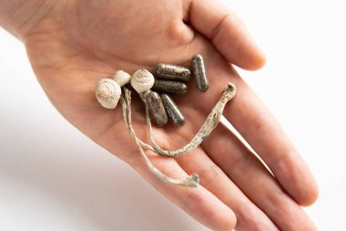 Elinde psilosibin mantarı var. Kuru Psilocybe cubensis. Sihirli mantar. Enerji mikro dozlama ilaçları fiziksel. Psikedelik mikrodoz.